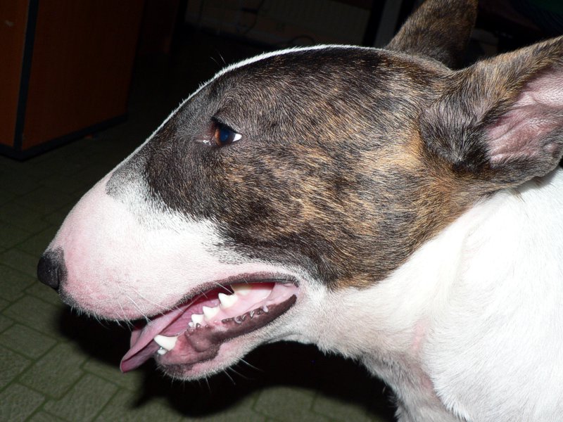 Bull_Terrier.jpg