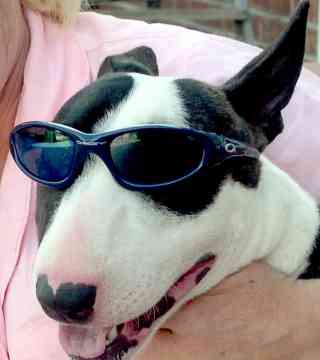 miniature-bull-terrie.jpg